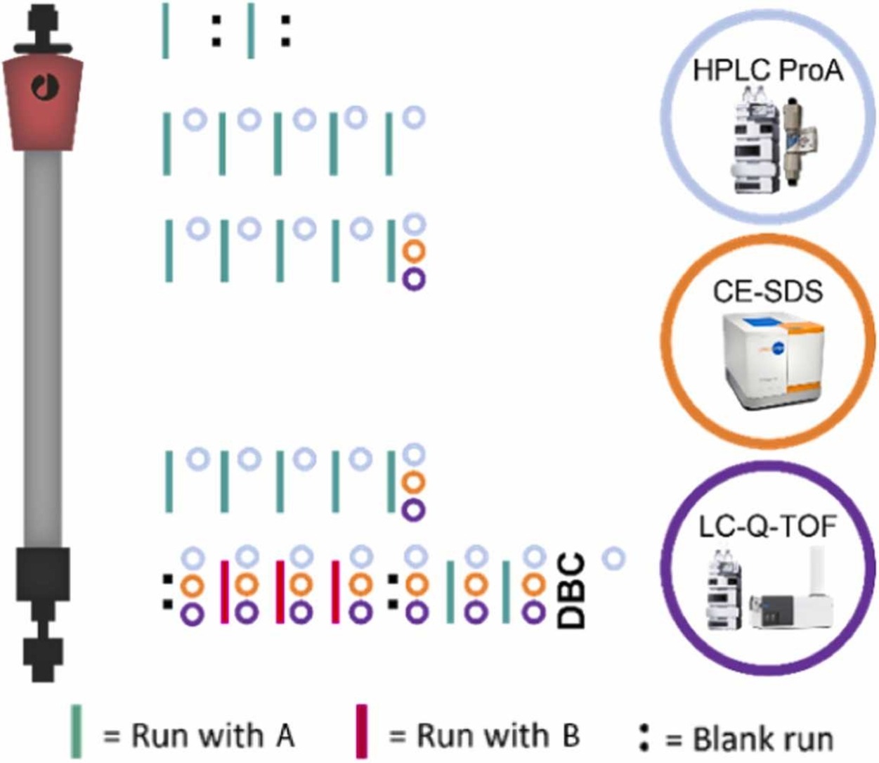 Investigating the multi-product use of a resin in downstream biopharmaceutical production