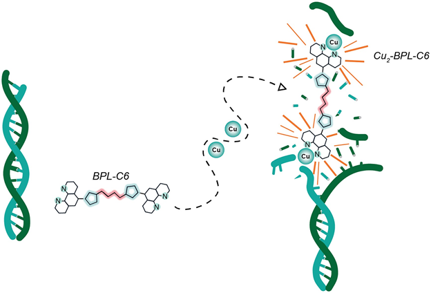 Scientists at DCU Develop Novel Copper-Based DNA-Cleaving Agent Using Click Chemistry